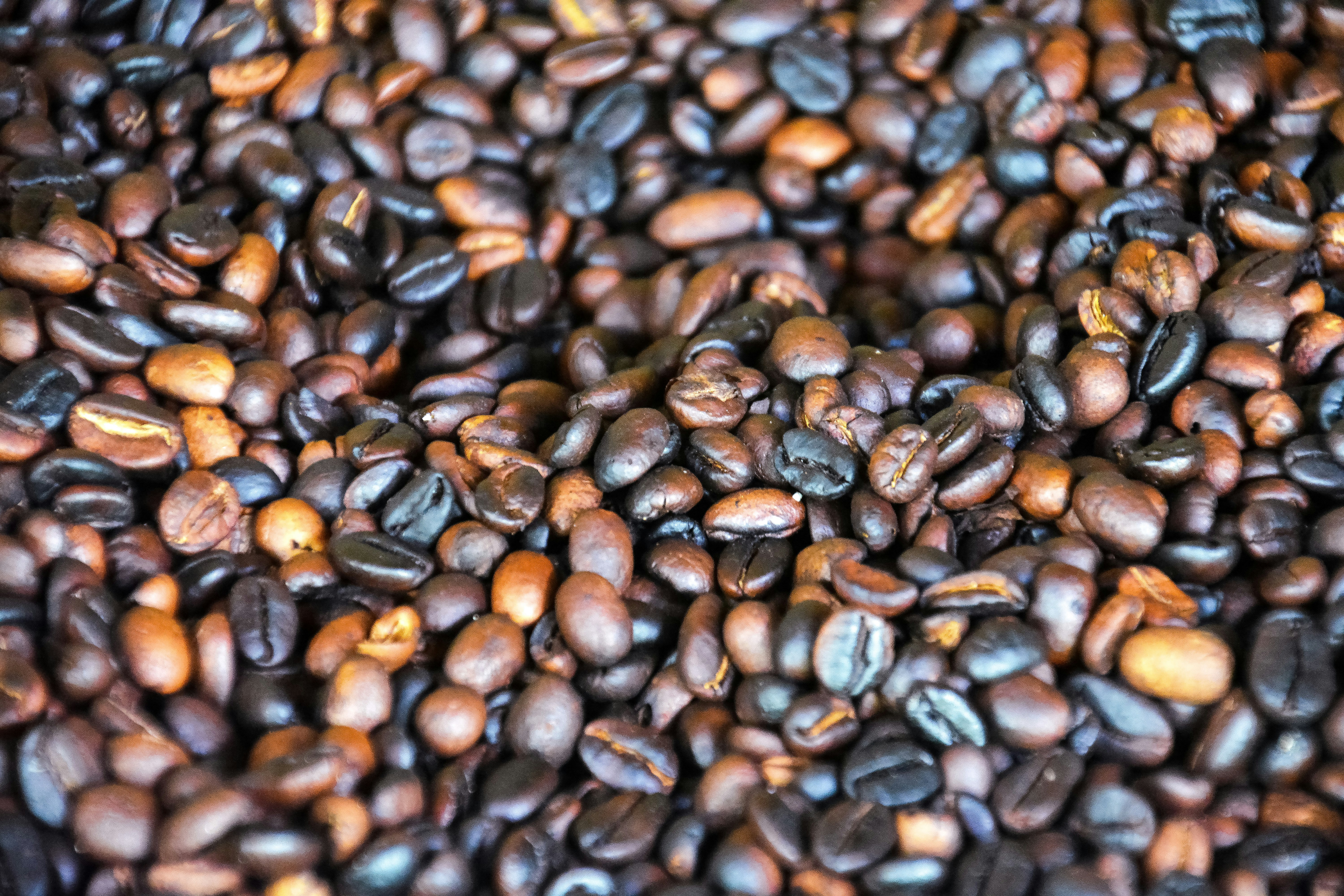 black coffee beans in close up photography